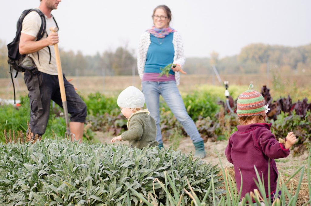 Ein Mann, eine Frau und 2 Kleinkinder am Feld beim Ernten